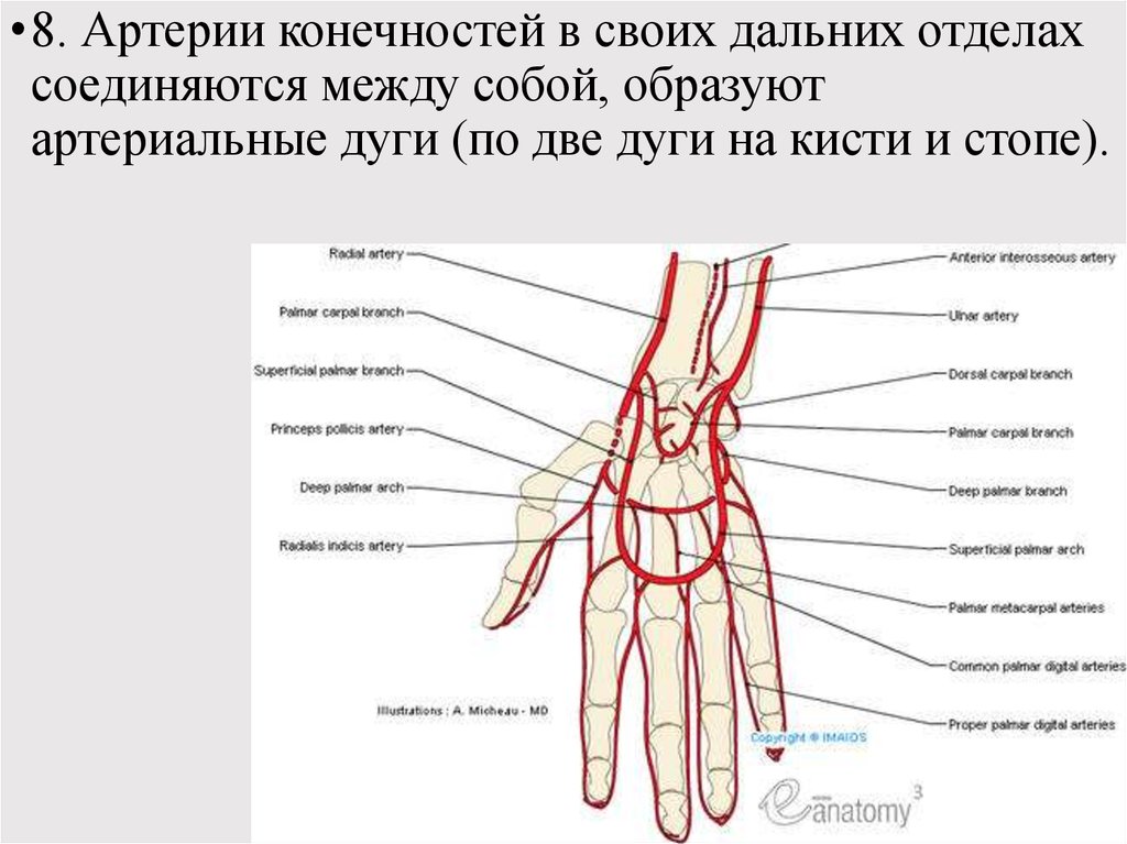 Артерия на запястье. Поверхностная ладонная артериальная дуга. Схема поверхностной ладонной дуги. Топографическая анатомия лучевой артерии. Артерии кисты анатомия.