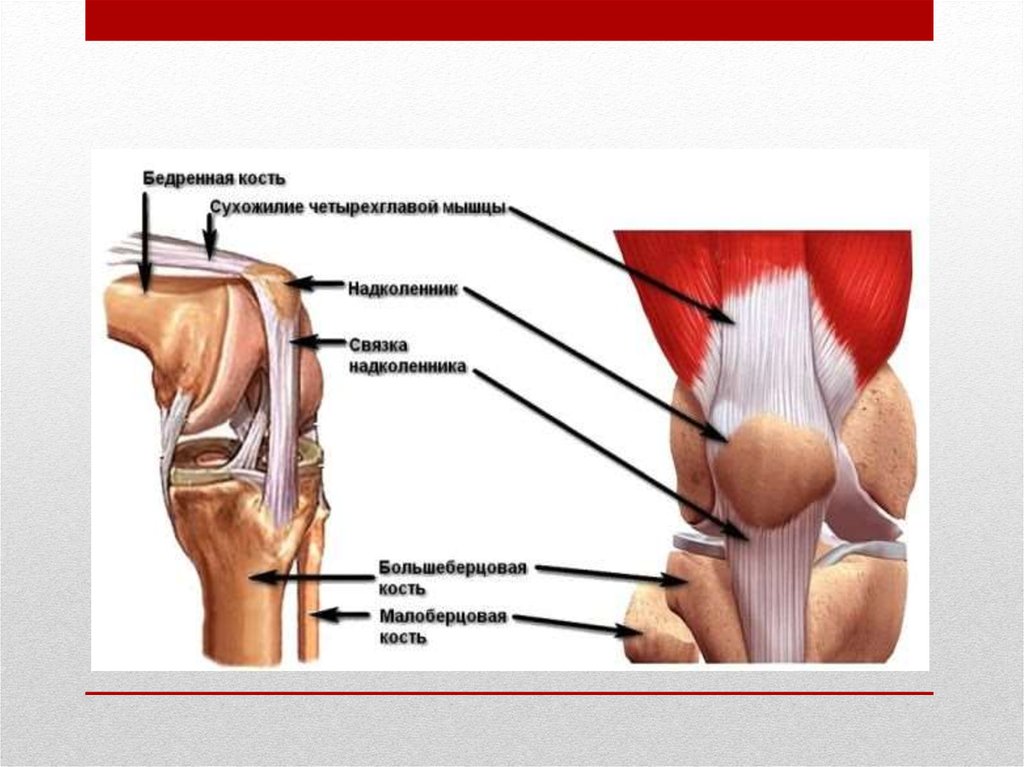 Боли в мышцах коленного сустава. Связки надколенника анатомия. Связки надколенника коленного сустава. Четырехглавая мышца коленного сустава. Разрыв связок мышц надколенника.