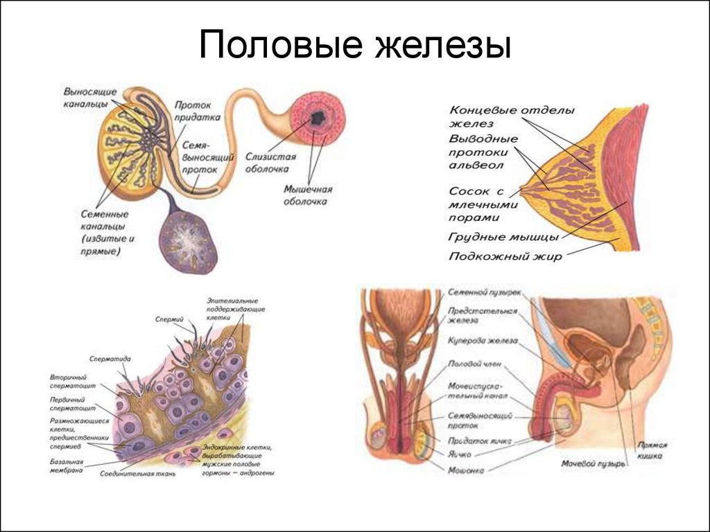 Женская железа. Половые железы строение и функции. Топография половых желез. Мужские половые железы - строение функции гормоны. Функции женских половых желез.