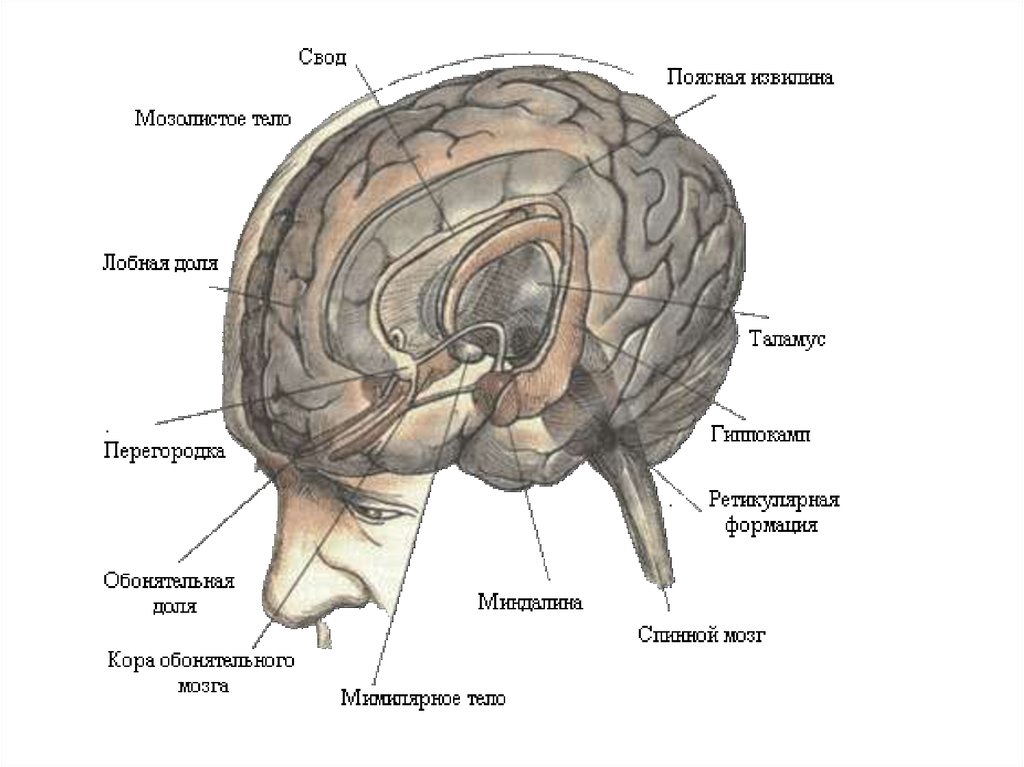 Самый древний отдел мозга. Лимбическая система головного мозга. Лимбическая система головного мозга анатомия.
