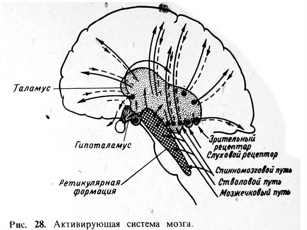 Ретикулярный мозг. Ретикулярная формация и таламус. Ретикулярная формация головного мозга строение. Ретикулярная формация ствола головного мозга. Ретикулярная формация спинного мозга схема.