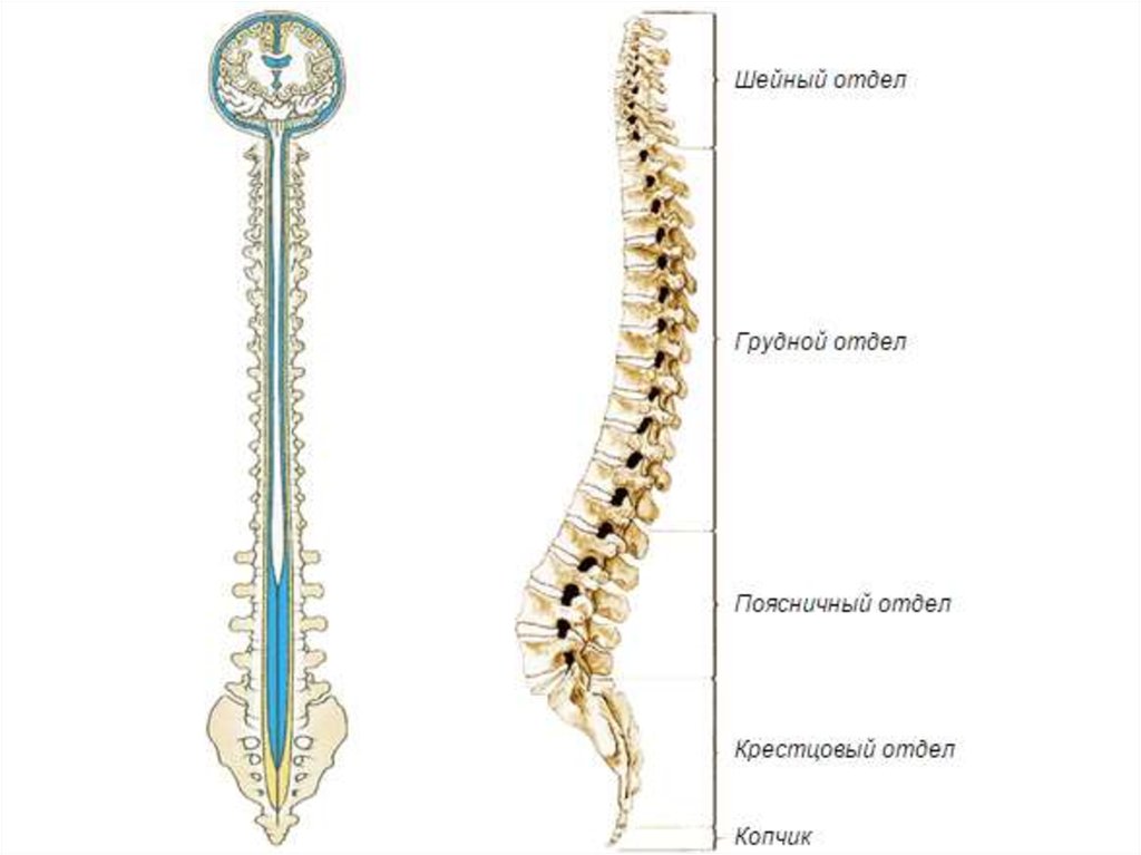 Длинный хвостовой отдел позвоночника. Пояснично-крестцовый отдел спинного мозга. Конский хвост спинного мозга. Конский хвост спинного мозга сегменты. Конский хвост спинного мозга анатомия.