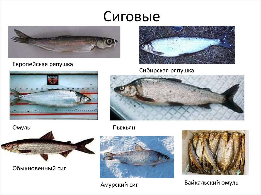 Северная рыба виды названия и фото