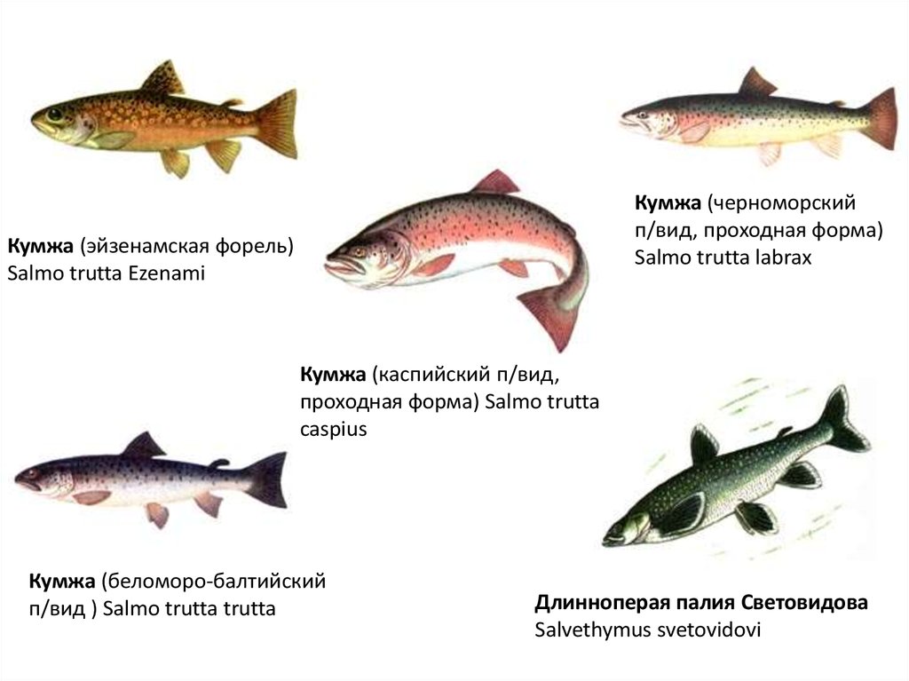 Форель виды. Кумжа эйзенамская форель Salmo trutta EZENAMI. Кумжа Черноморская (Salmo trutta labrax). Черноморская форель Salmo labrax. Лососеобразные представители.