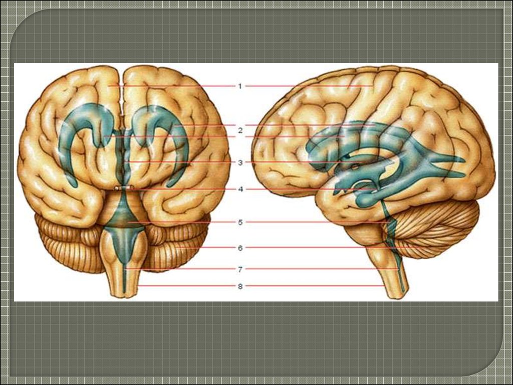 Внутренние признаки головного мозга. 4 Желудочек головного мозга анатомия строение. Желудочки головного мозга строение. Второй желудочек головного мозга анатомия. Четвёртый желудочек головного мозга анатомия строение.