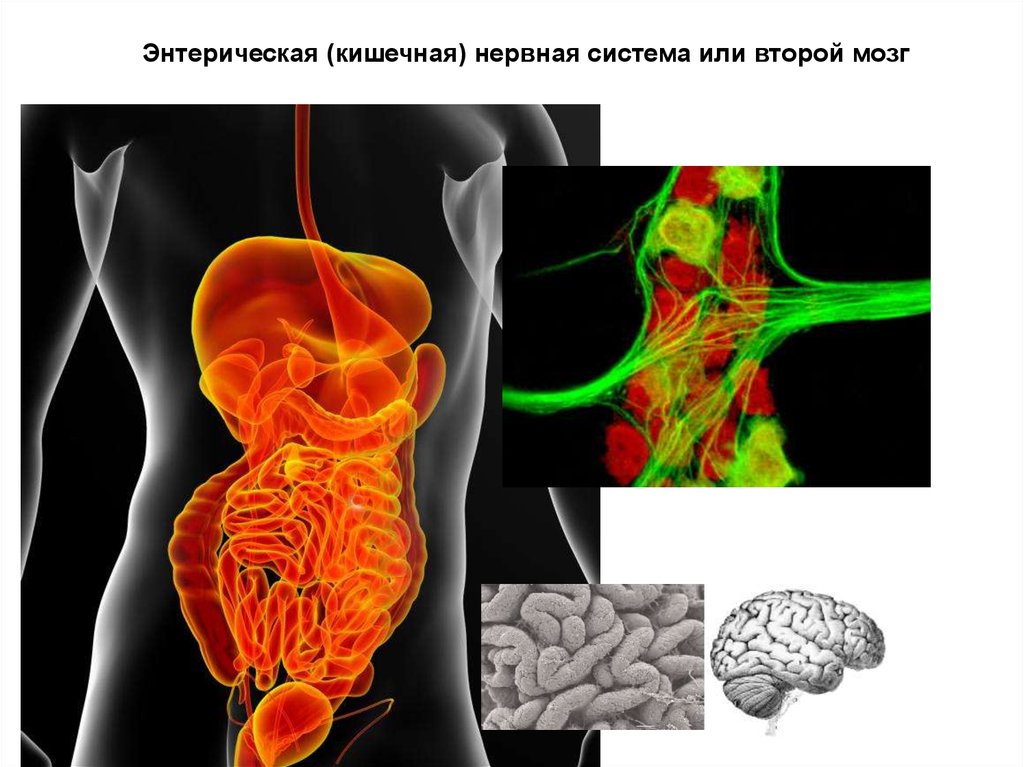 Кишечная нервная система. Энтерическая нервная система. Нервная система кишечника. Энтеральная нервная система кишечника.