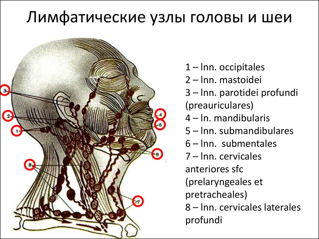 Узлы на затылке. Лимфоидные узлы головы и шеи. Лимфатическая система головы лба и шеи анатомия. Лимфоотток головы и шеи схема. Регионарные лимфатические узлы головы.