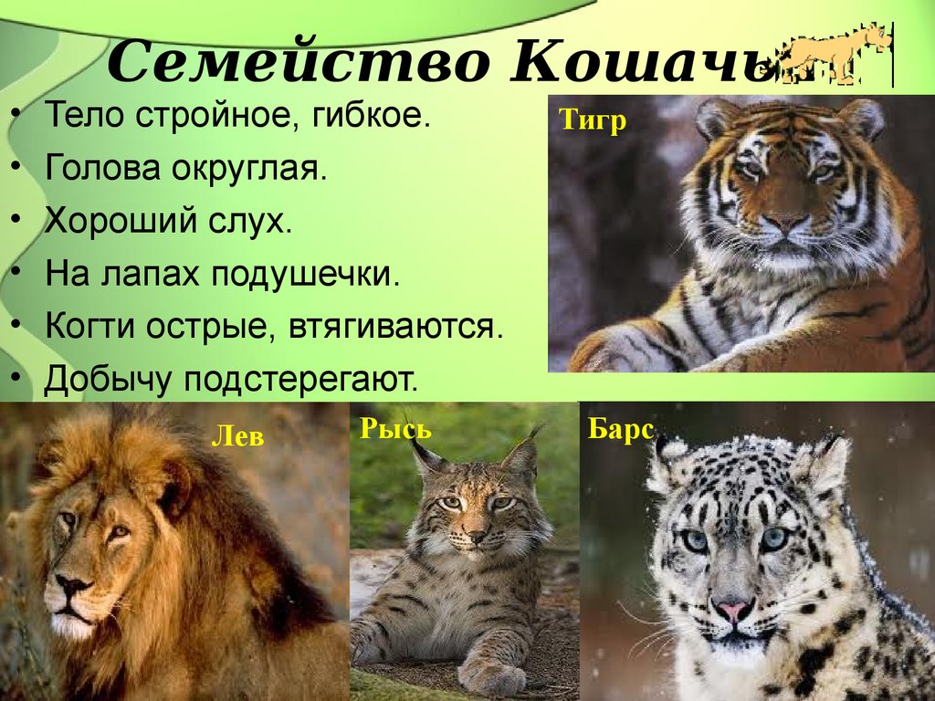 Отряд кошачьи презентация