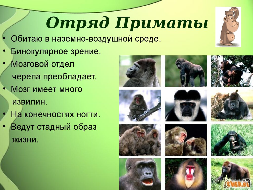 Относится ли человек к отряду приматов