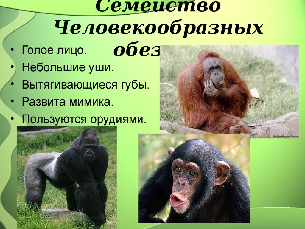 Общие черты приматов