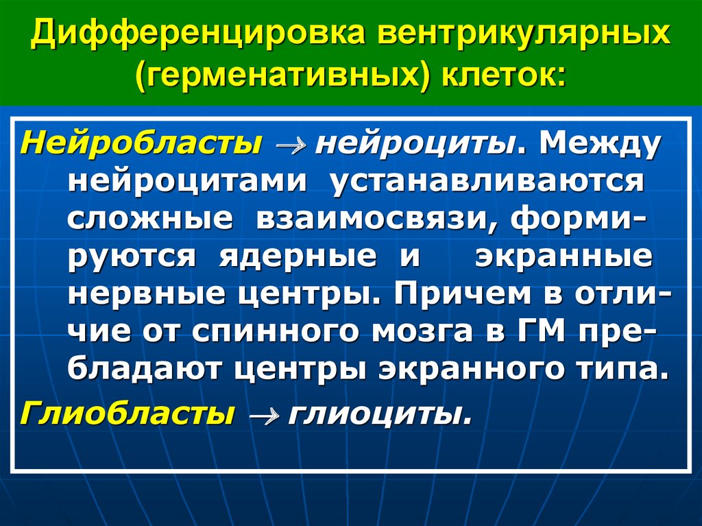 Экранного типа. Ядерные и экранные нервные центры. Нервные центры экранного типа. Для экранного типа нервных центров характерно:. Вентрикулярные клетки.