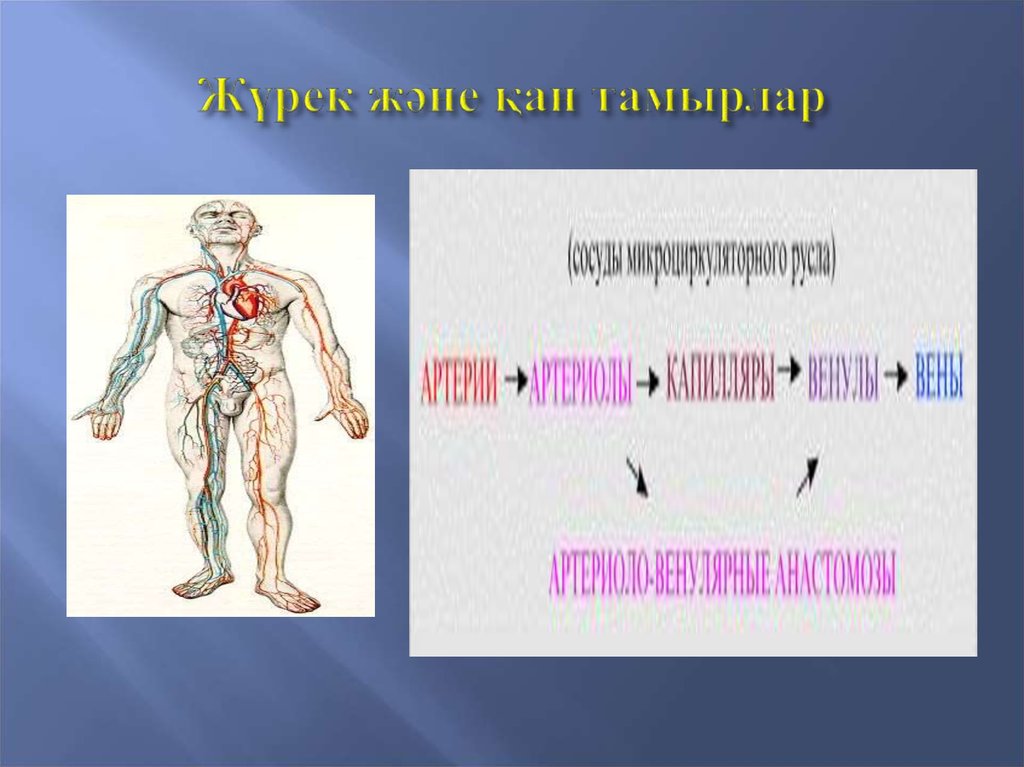 Жүрек құрылысы презентация