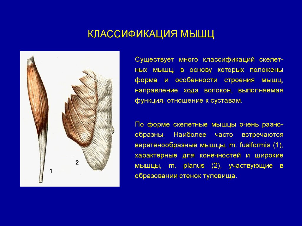 Какой формы бывают мышцы. Классификация мышц по форме и по ходу мышечных волокон. Классификация мышц скелета. Мышцы по отношению к суставам. Миология классификация мышц.