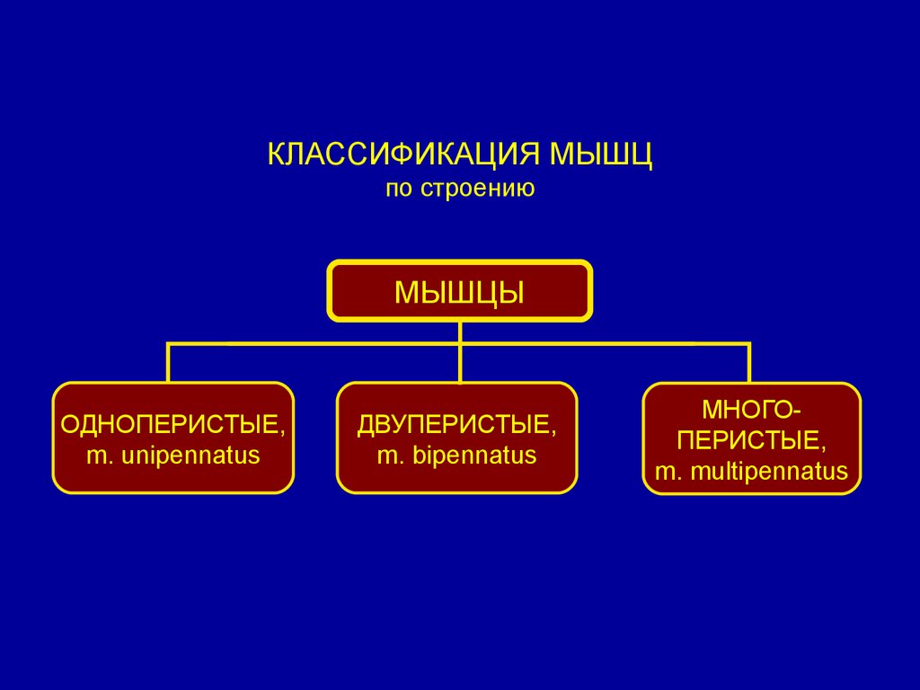 Классификация мышц. Классификация мышц по строению и функции. Классификация мышечной системы анатомия. Классификация мышц по строению мышц. Классификация мышц одноперистые.