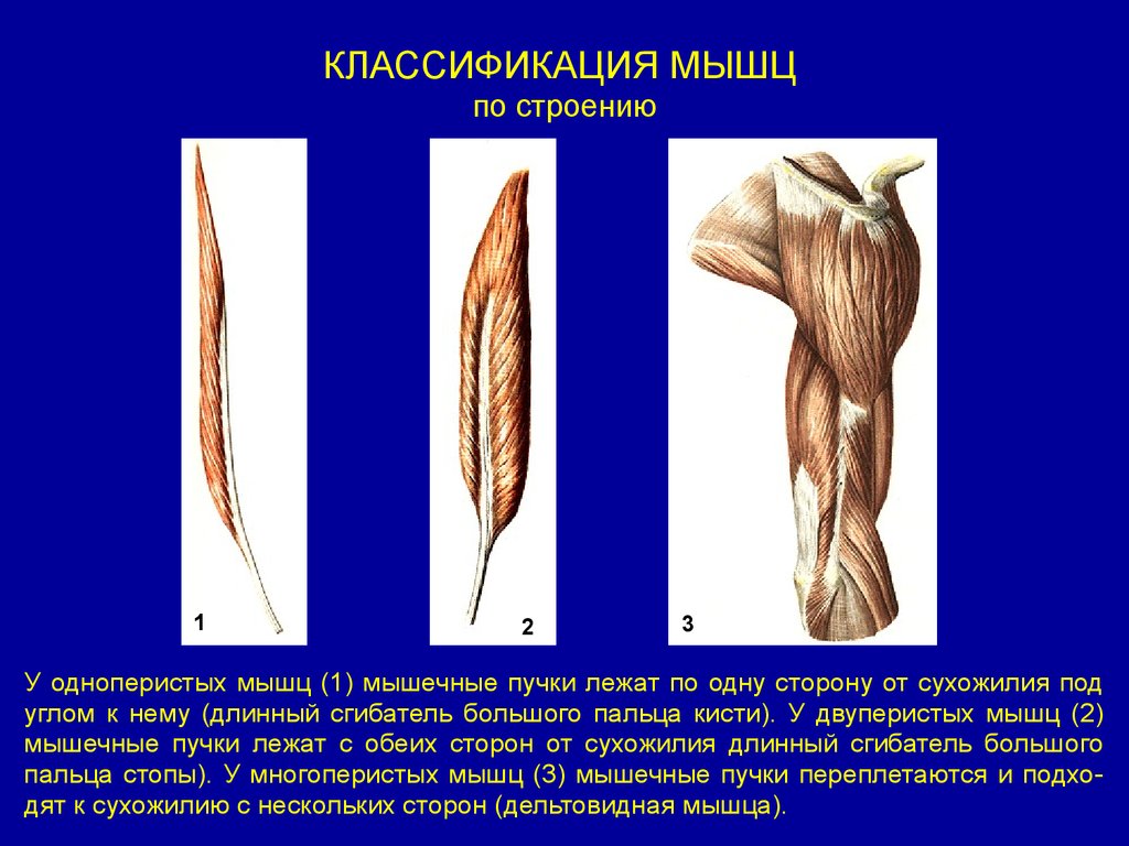 Примеры мышц. Классификация мышц сгибатель. Одноперистая мышца. Строение одноперистой мышцы. Миология классификация мышц.