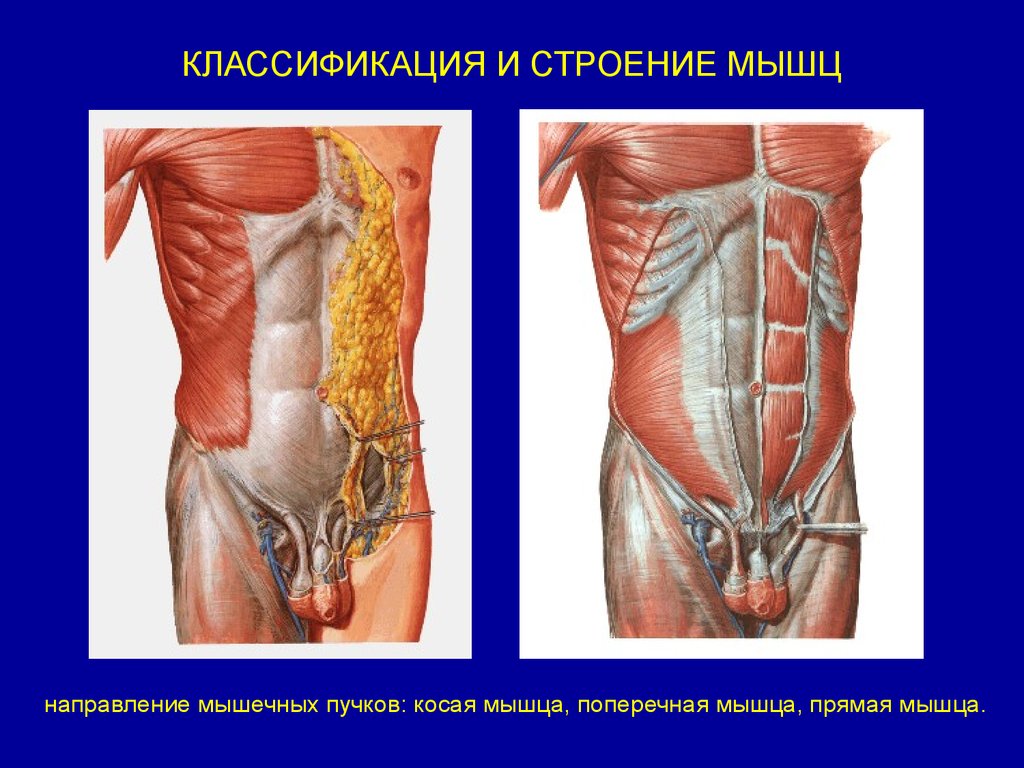 Направление мышц. Анатомия мышц. Косые мышцы анатомия. Классификация мышц по направлению мышечных Пучков. Классификация мышцы поперечные.