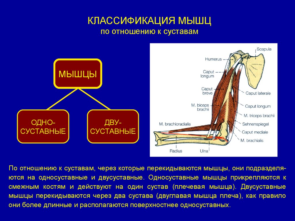 Где находится мышечное чувство. Миология классификация мышц. Классификация мышц по действию на суставы. Классификация мышц по отношению к суставам. Односуставные двусуставные и многосуставные мышцы.