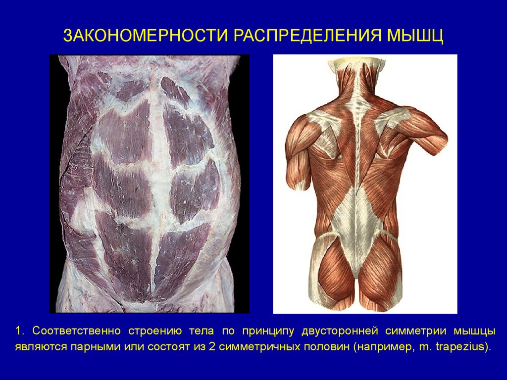 Мышцы являются. Закономерности распределения мышц. Закономерности расположения мышц. Закономерности распределения мышц человека. Распределяется в мышцах.