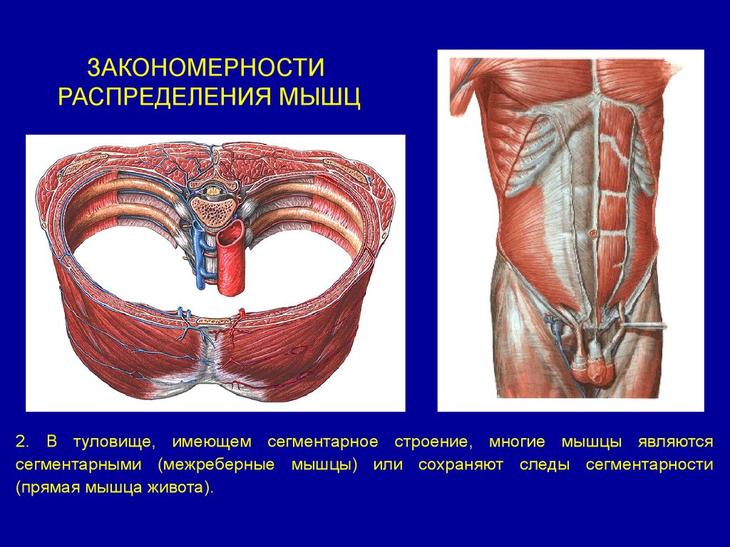 Строение много. Функции прямой мышцы живота. Закономерности распределения мышц. Межреберные мышцы живота. Поперечная мышца живота анатомия.