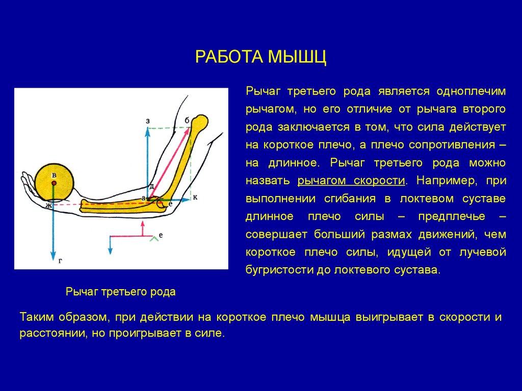Третьего рода. Рычаг силы и скорости рычаг рода 3. Рычаг силы и скорости 2 рода. Рычаги мышц. Работа мышц.
