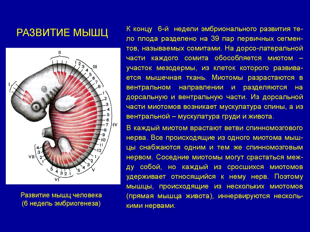 Развитие мышц. Миотомы сомитов это. Формирование мышц в онтогенезе. Эмбриогенез мышечной системы.