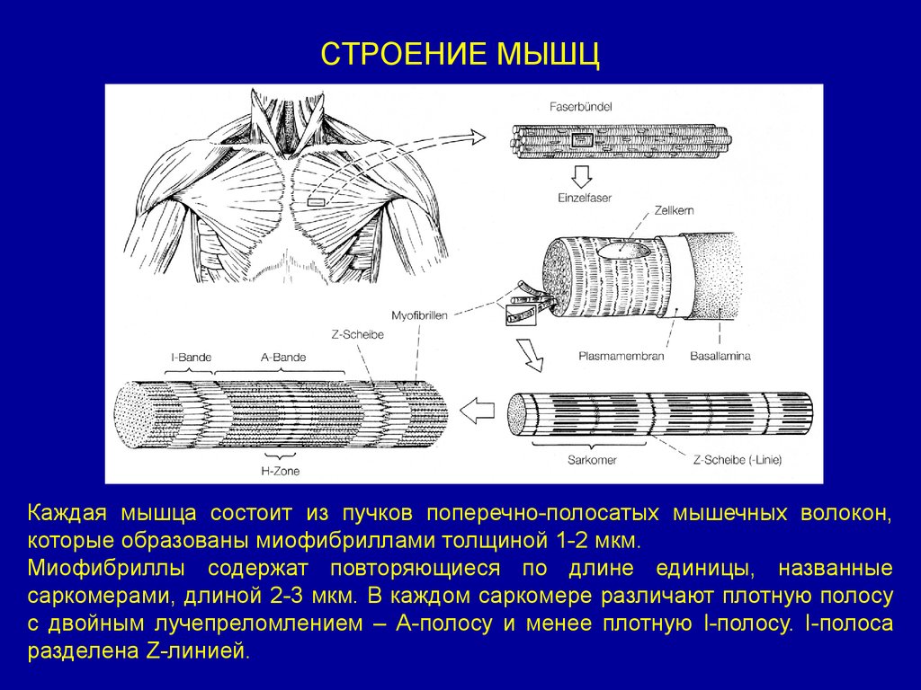 Презентация строение мышц