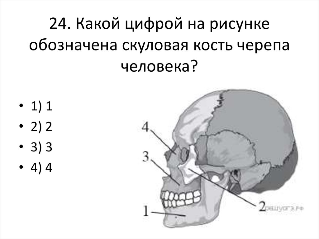 Скуловая и теменные кости. Какой цифрой на рисунке обозначена подвижная кость черепа человека. Скуловая кость черепа человека. Какой обозначена скуловая кость черепа человека. Какими цифрами на рисунке обозначены скуловая и височная кости?.