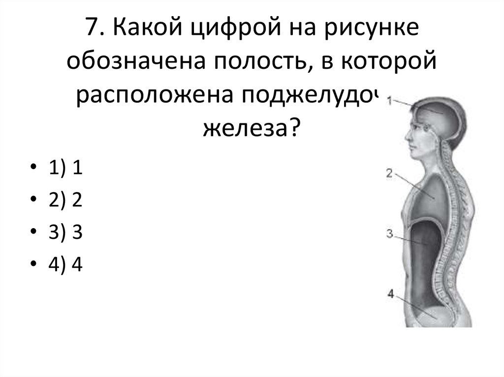 На рисунке железа смешанной секреции обозначена цифрой