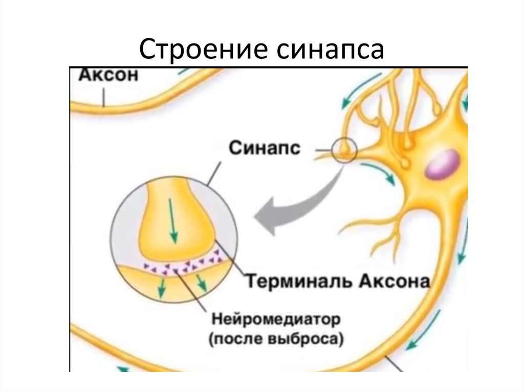 Строение синапса