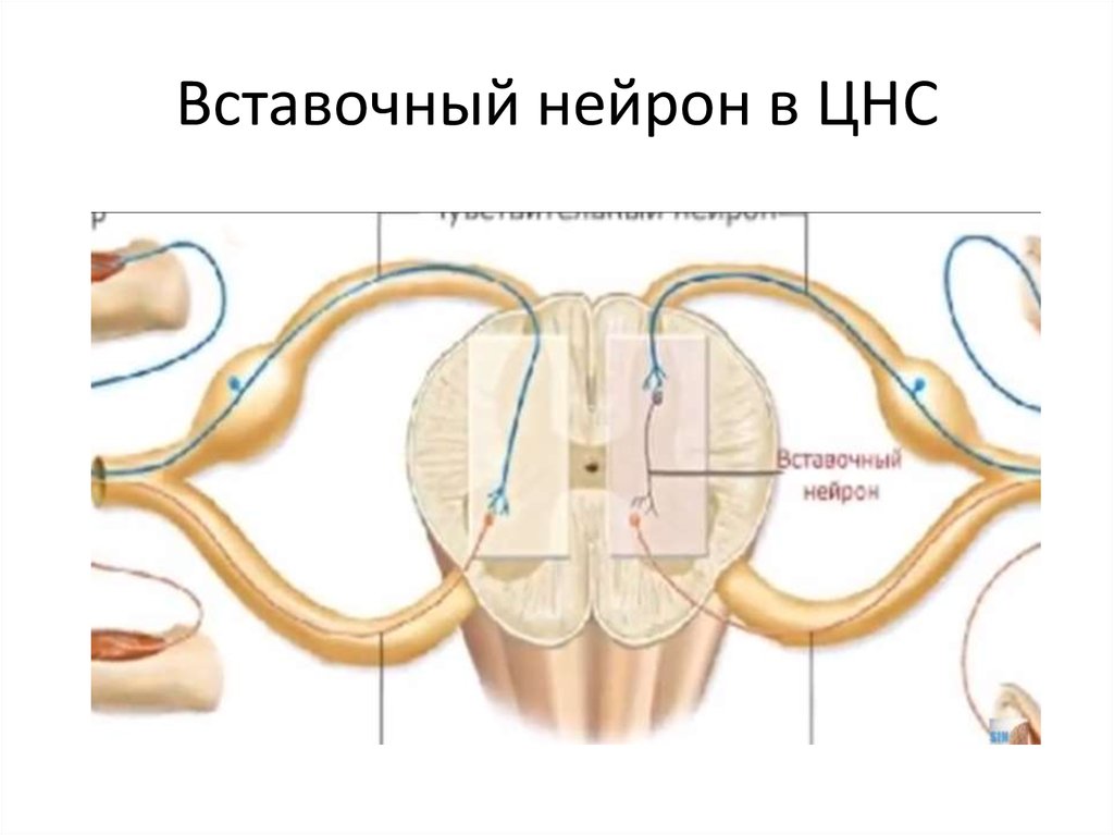 Нейрон схема вставочный