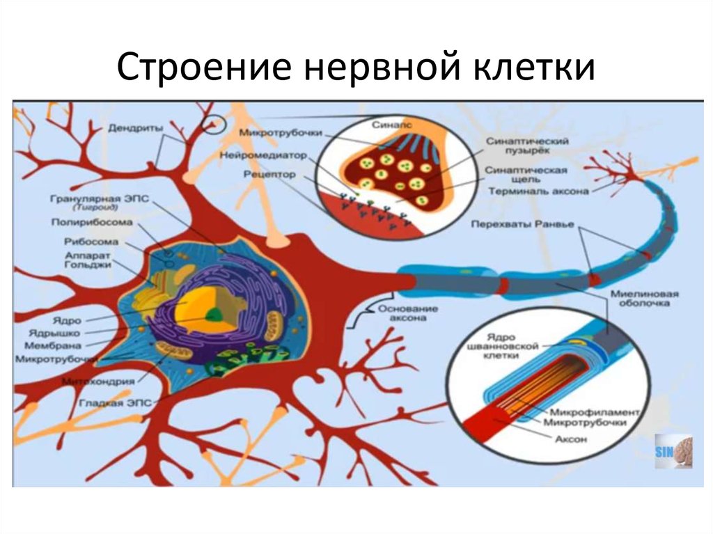 Строение нервной клетки