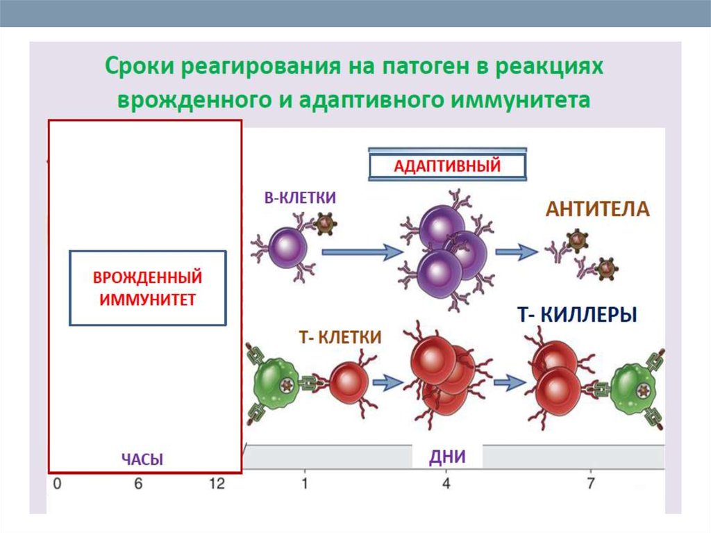 Врожденный иммунный ответ. Клетки адаптивного иммунитета таблица. Основные типы защитных реакций системы врожденного иммунитета. Клетки врожденного иммунитета иммунология таблица. Врожденный иммунитет схема.