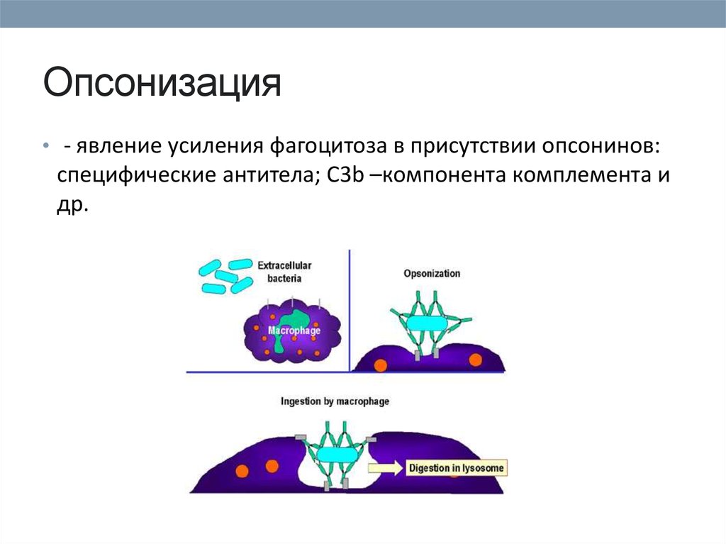 Явление фагоцитоза было открыто