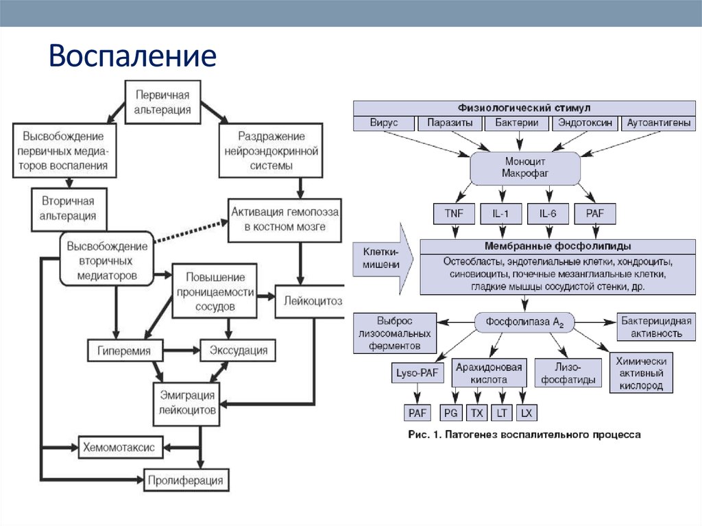 Схема механизмов развития первичной и вторичной гиперальгезии