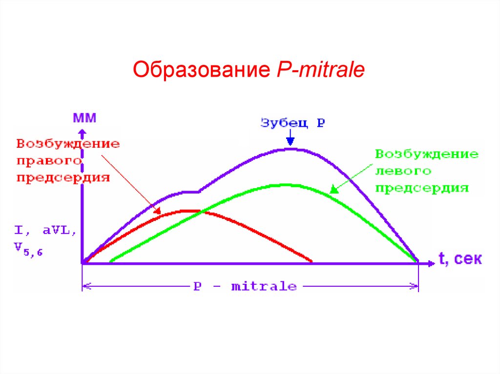 Образование P-mitrale