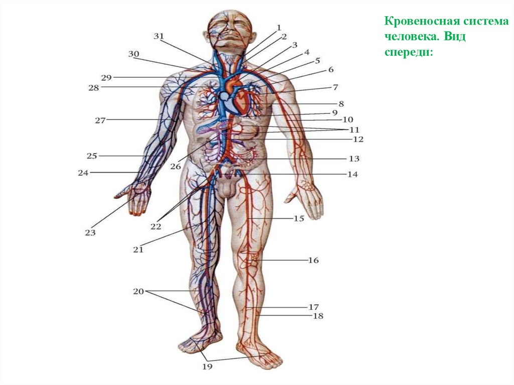 Артерии и вены тела. Кровеносные сосуды человека схема. Схема кровяной системы человека. Rhjdtyjcytfz система человека. Кровеносное система челорвека.
