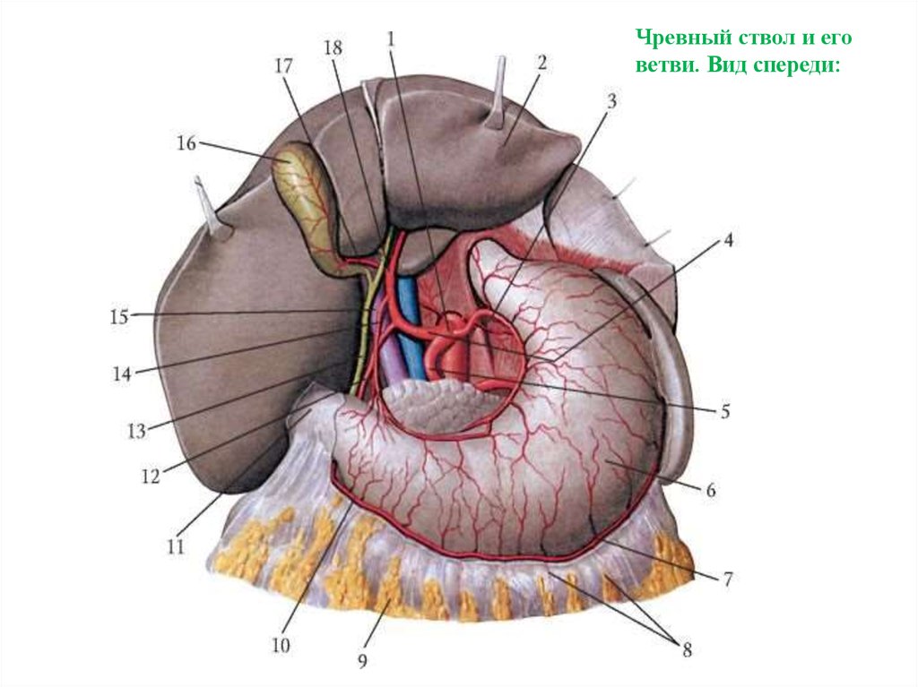 Чревный ствол анатомия схема