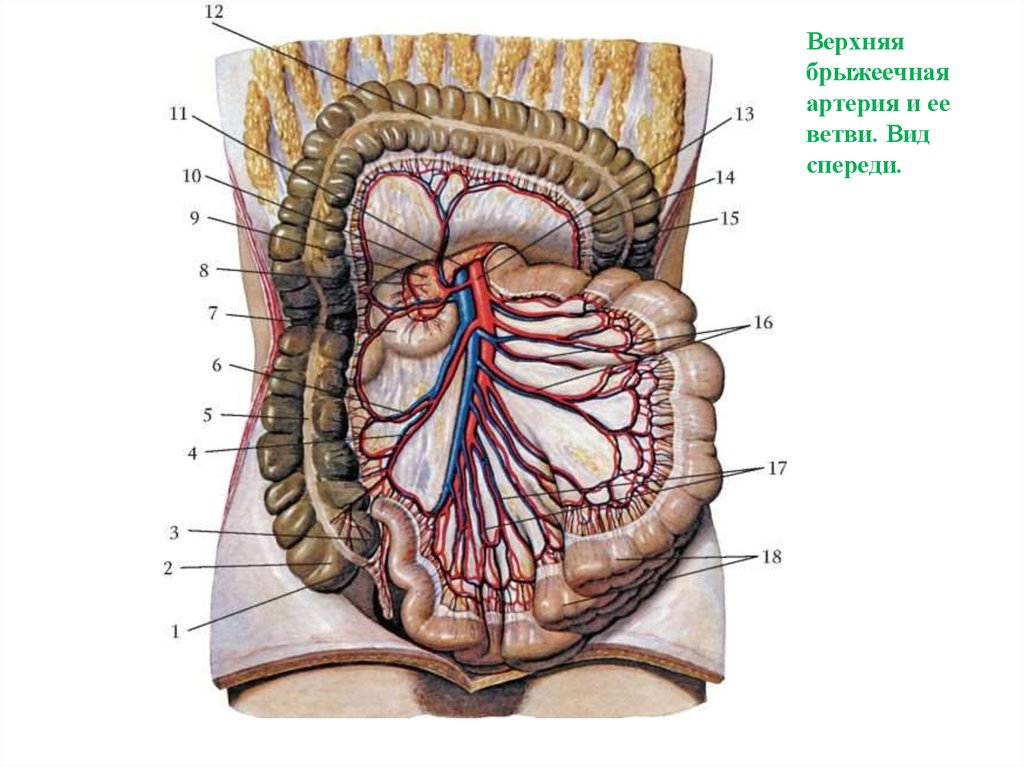 Кровоснабжение толстой кишки схема