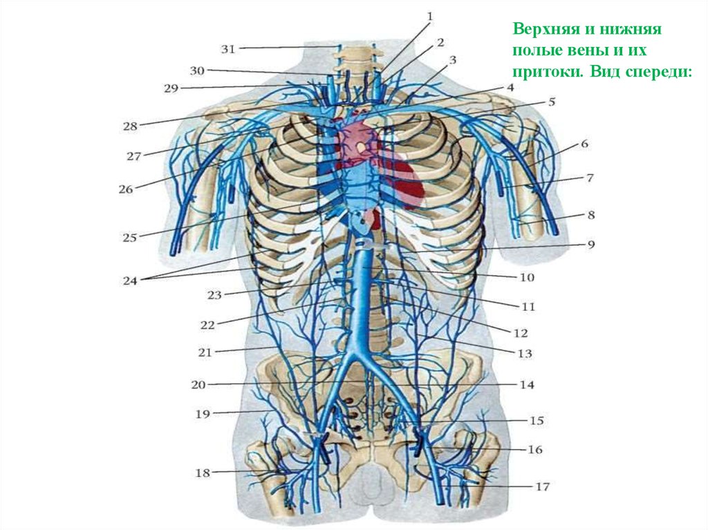 Две верхние полые вены. Верхняя полая Вена анатомия притоки. Система верхняя полая Вена. Подключичная Вена верхняя полая Вена. Система верхней полой вены анатомия.