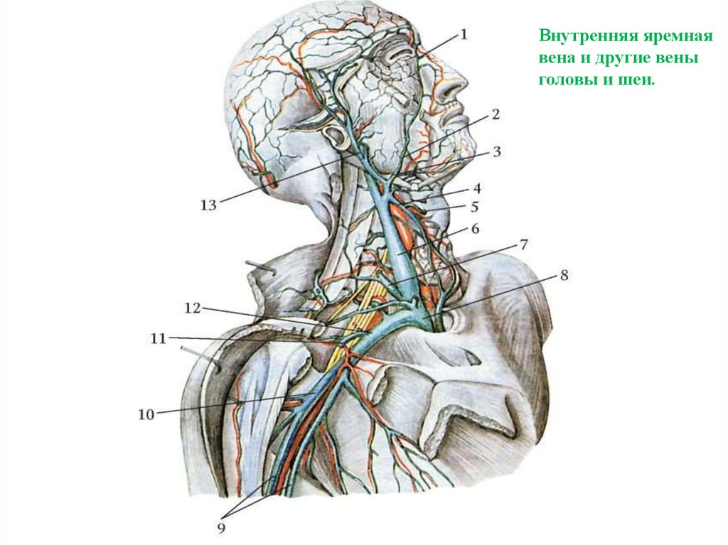 Алтах вена. Сонная артерия и яремная Вена. Наружная яремная Вена анатомия. Внутренняя Сонная артерия и внутренняя яремная Вена. Внутренняя яремная Вена Вена головы и шеи.