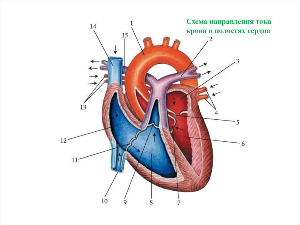 Сосуды и отделы сердца. Строение сердца и ток крови. Строение сердца человека и движение крови. Схема направления тока крови в полостях сердца. Схема строения сердца клапаны сердца.