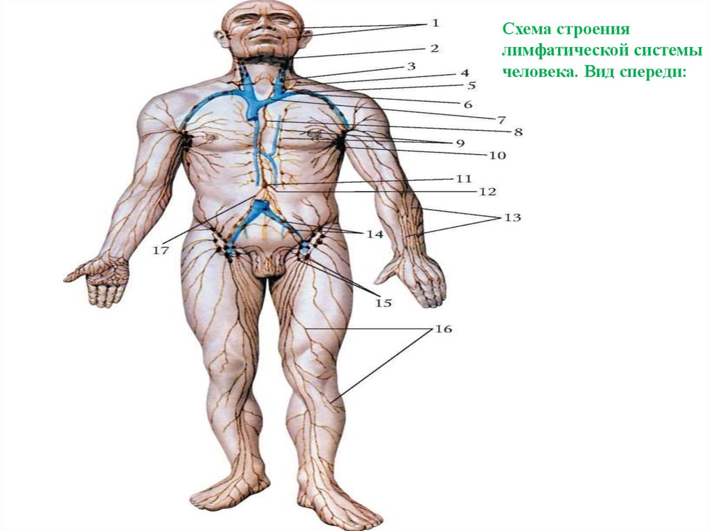 Лимфатическая система человека. Строение лимфатической системы человека схема. Схема строения лимфатической системы человека вид спереди. Схема расположения основных лимфатических узлов вид спереди. Лимфатическая система человека анатомия лимфоток.