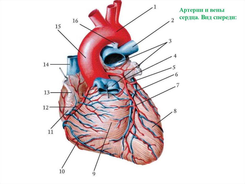 Сердца артерий вен. Сосуды сердца спереди анатомия. Венечная Вена сердца. Строение сердца вены и артерии. Сосуды и вены сердца анатомия.