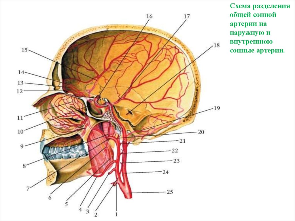 Анатомия сосудов головы. Внутренняя Сонная артерия и ее ветви. Внутренняя Сонная артерия и ее ветви анатомия. Топография внутренней сонной артерии. Кровоснабжение внутренней сонной артерии.