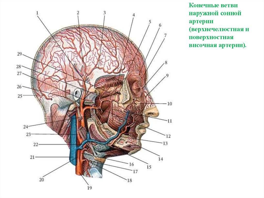 Сонные артерии на лице. Височная артерия анатомия. Височная артерия кровоснабжает. Сонная артерия в топографии черепа. Поверхностная височная артерия анатомия.