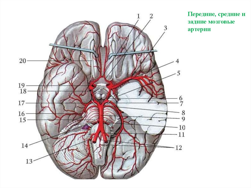 Артерии задних сегментов. Артерии головного мозга вид снизу. Артерии мозга Виллизиев круг. Основная артерия головного мозга анатомия. Средняя мозговая артерия ветви кровоснабжение.
