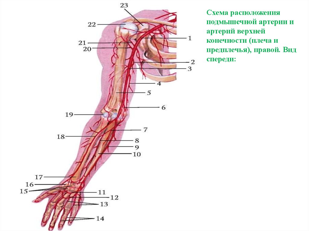 Как расположены артерии у человека фото