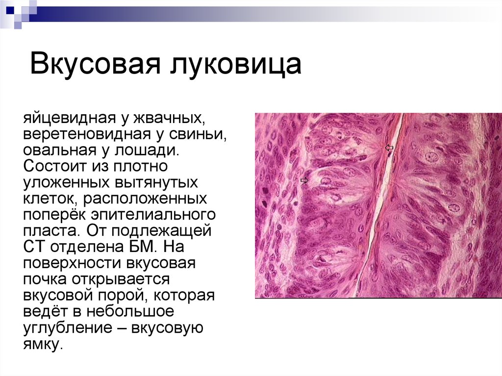 Веретеновидные клетки какая