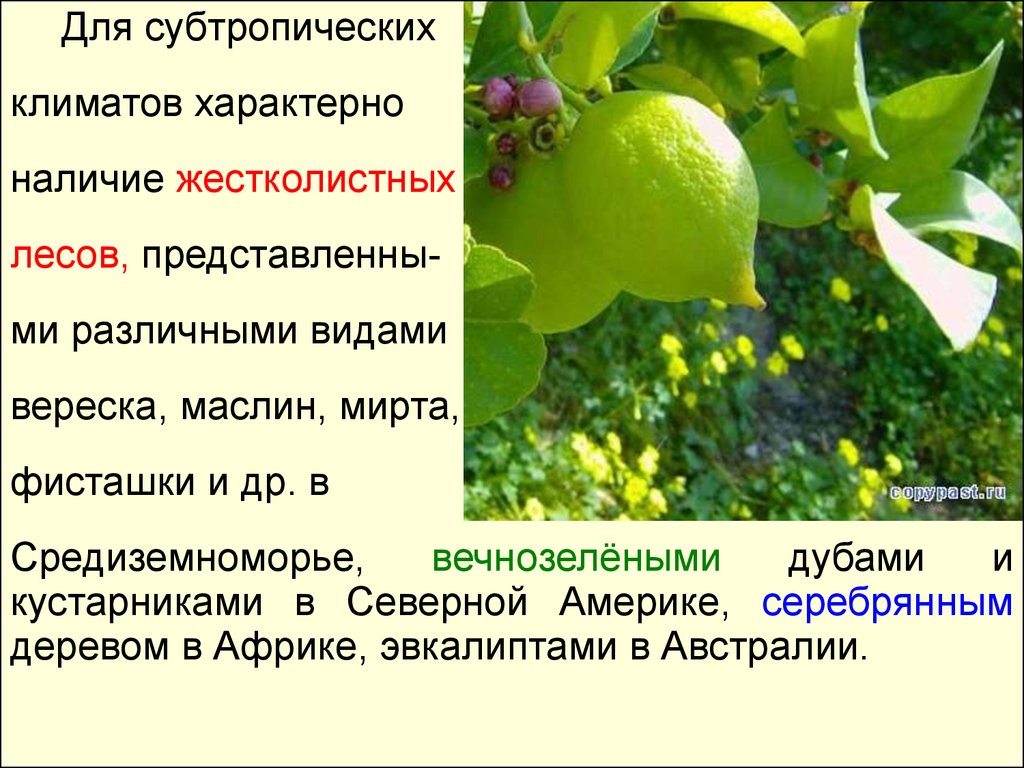 Характерно наличие. Жестколистные леса климат. Что характерно для субтропиков. Субтропические жестколистные леса и кустарники на карте.