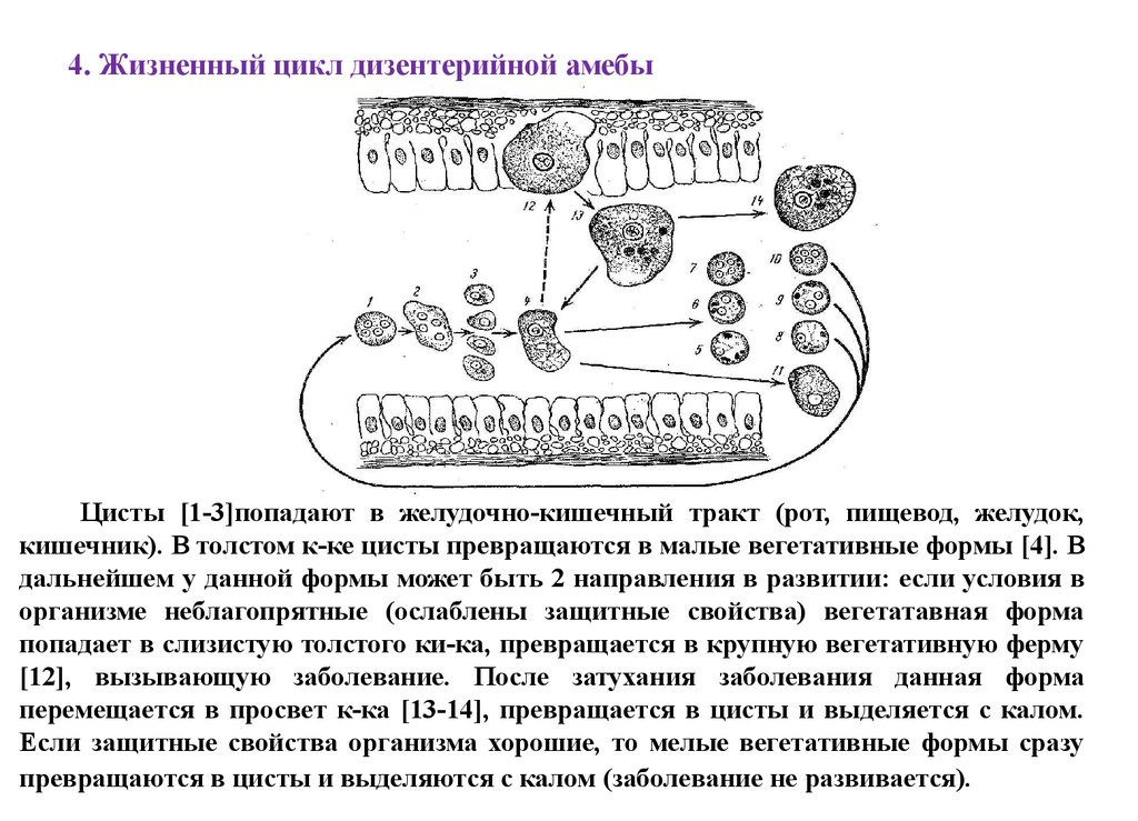 Стадия амебы поражающая толстый кишечник человека. Цикл развития дизентерийной амебы схема. Схема жизненного цикла развития дизентерийной амебы. Жизненный цикл дизентерийной амёбы. (Entamoeba histolytica).. Цикл развития дизентерийной амебы рисунок.